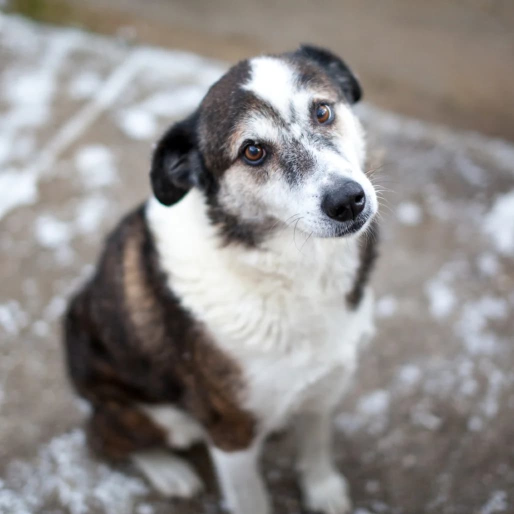 Solea, Brown/White female puppy mixed breed for adoption at Care For Dogs Romania