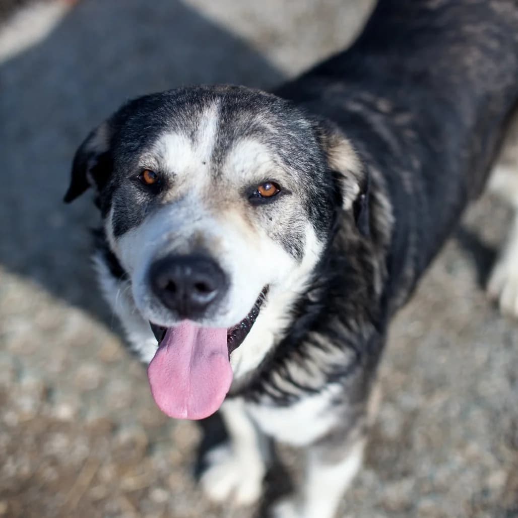 Oskar, Black/Brown male puppy mixed breed for adoption at Care For Dogs Romania