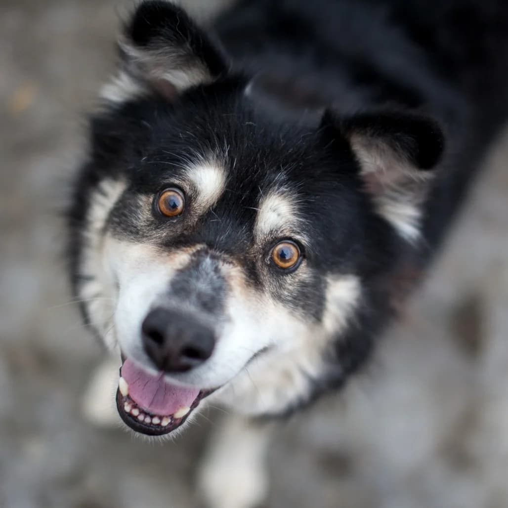 Roderick, Black male puppy mixed breed for adoption at Care For Dogs Romania