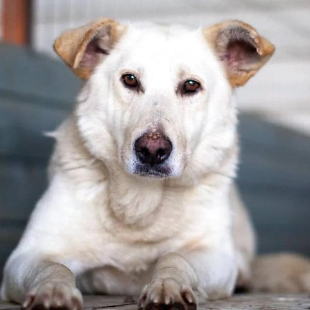 Milan, Beige male puppy Labrador Retriever for adoption at Care For Dogs Romania
