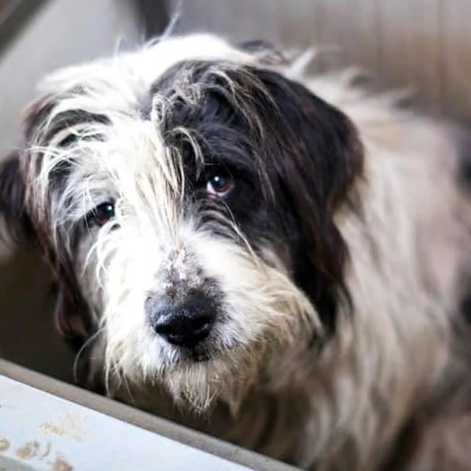 Irasko, Black/White male puppy mixed breed for adoption at Care For Dogs Romania
