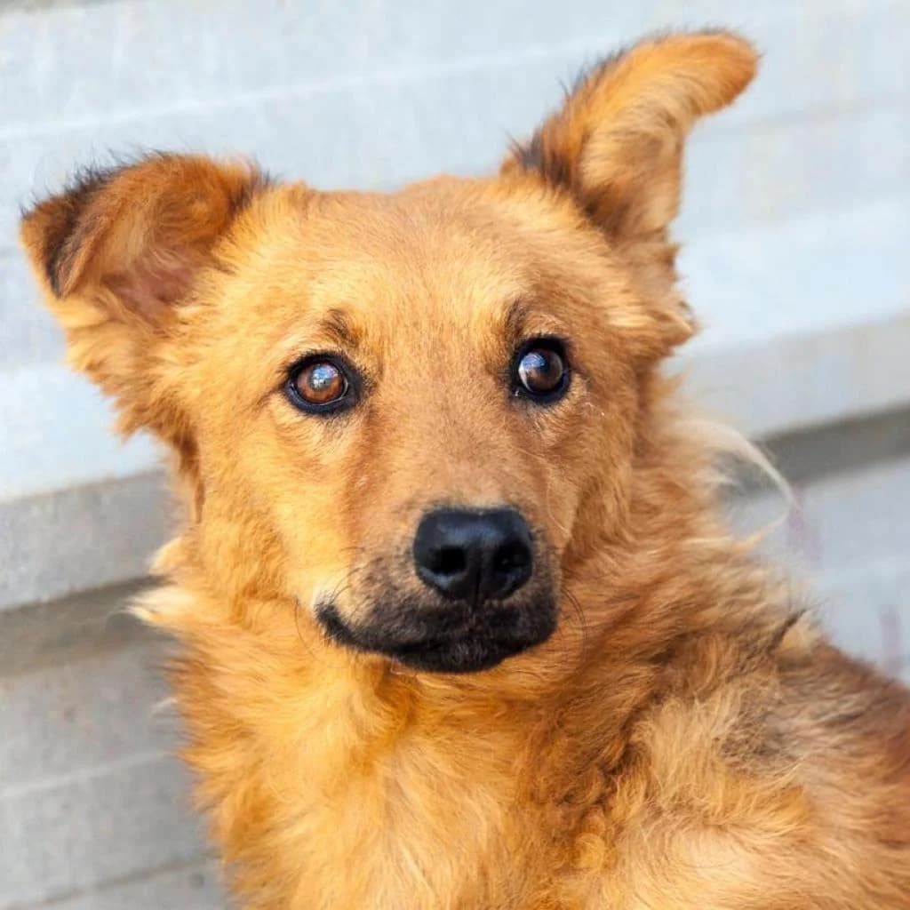 Arthur, Red/Mahogany male puppy mixed breed for adoption at Care For Dogs Romania
