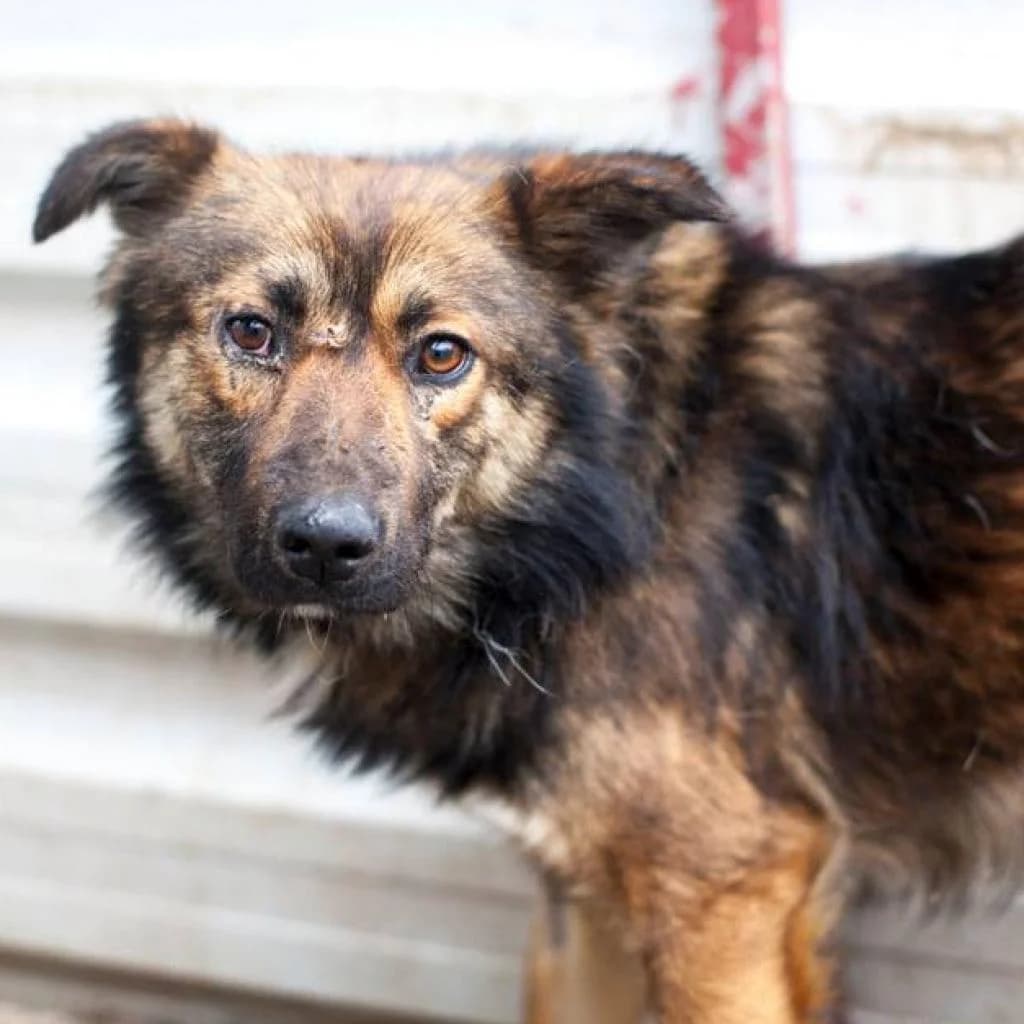 Miro, Black/Brown male puppy mixed breed for adoption at Care For Dogs Romania