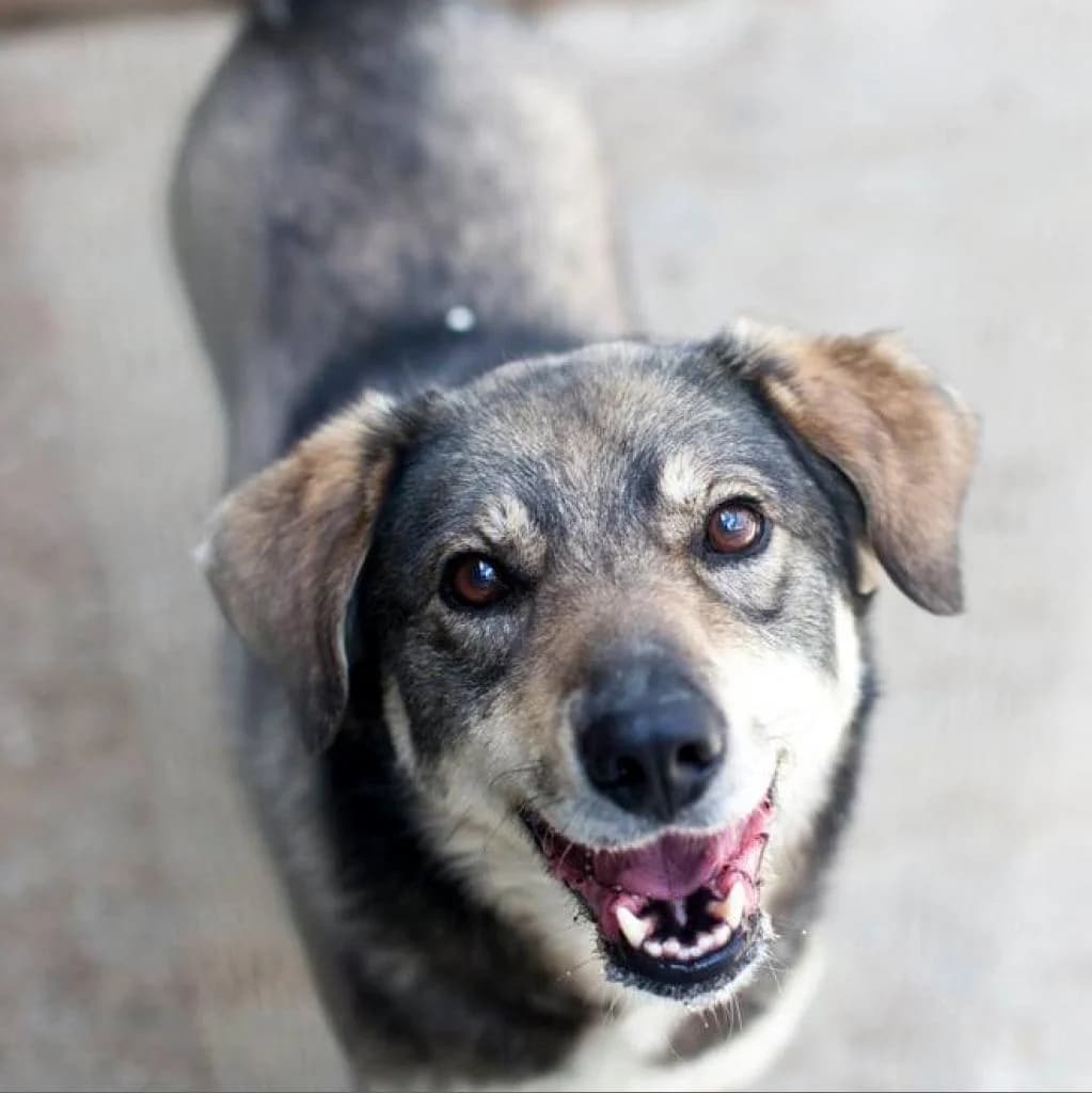 Milo, Black/Beige male puppy mixed breed for adoption at Care For Dogs Romania