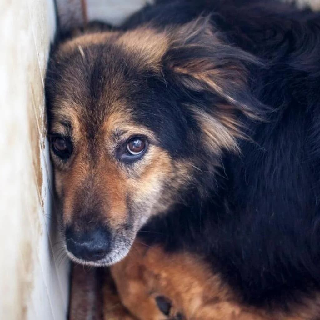 Daisy - volunteers apartment, Black/Brown female puppy mixed breed for adoption at Care For Dogs Romania