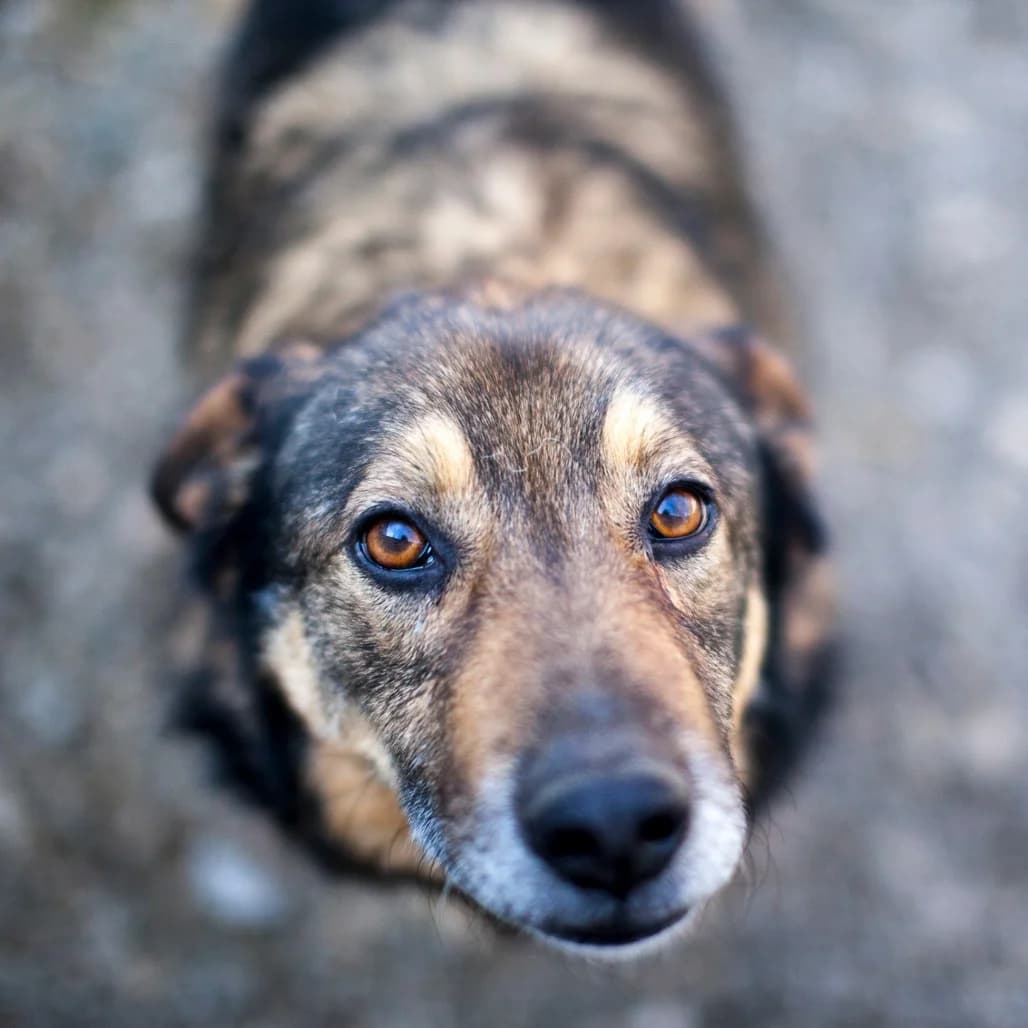 Rubix, male puppy mixed breed for adoption at Care For Dogs Romania