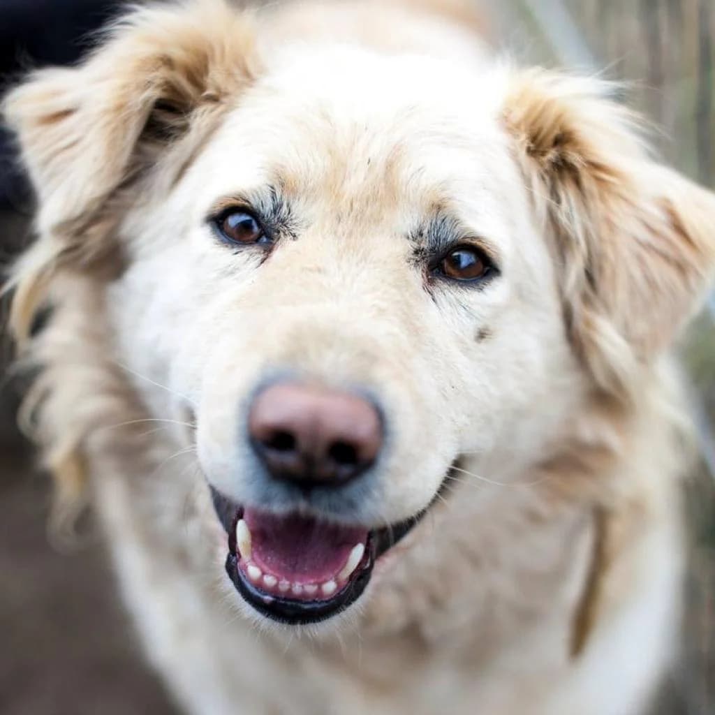 Cooper, Beige male puppy mixed breed for adoption at Care For Dogs Romania