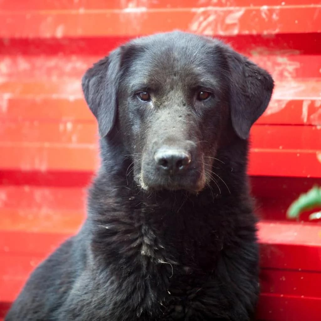 Juna, Black female puppy mixed breed for adoption at Care For Dogs Romania