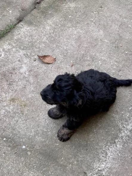 FEMELA,MICA,NEAGRA, Mixed Breed (Danyflor Timisoara)