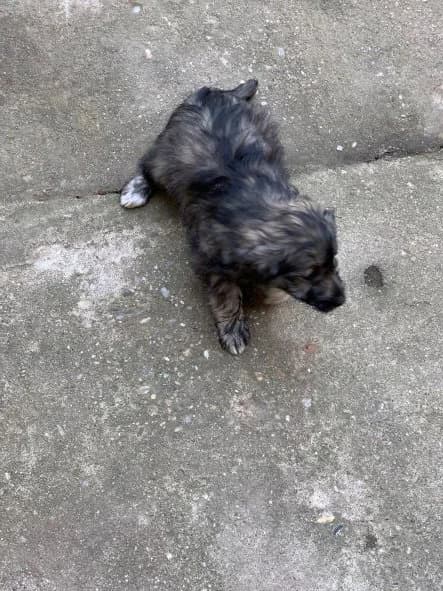FEMELA,MICA,GRI, Mixed Breed (Danyflor Timisoara)
