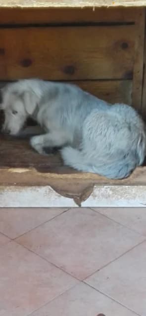 FEMELA,MEDIE,ALBA, Mixed Breed (Danyflor Timisoara)