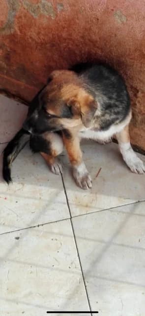 MASCUL,MIC,NEGRU CU MARO, Mixed Breed (Danyflor Timisoara)