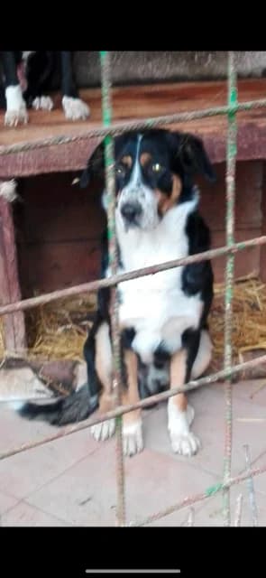 MASCUL,MARE,MARO CU NEGRU, Mixed Breed (Danyflor Timisoara)