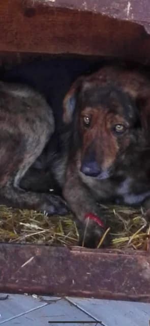 MASCUL,NEGRU CU MARO, Mixed Breed (Danyflor Timisoara)