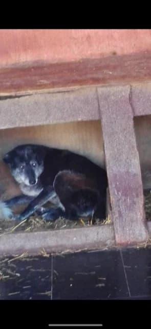 FEMELA,MEDIE,GRI, Mixed Breed (Danyflor Timisoara)
