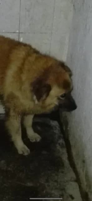 FEMELA,MARE,GALBENA, Mixed Breed (Danyflor Timisoara)