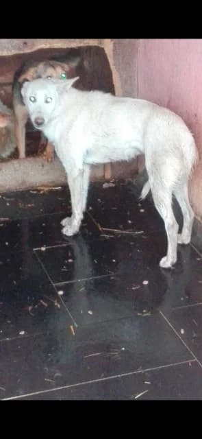 FEMELA,MARE,GALBENA, Mixed Breed (Danyflor Timisoara)