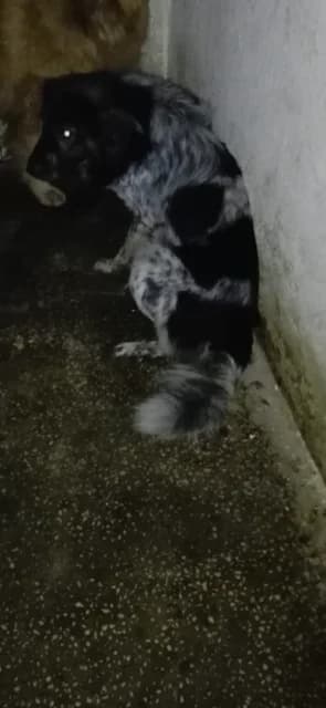 MASCUL,MEDIU,NEGRU CU GRI, Mixed Breed for adoption at Danyflor Timisoara, Timisoara
