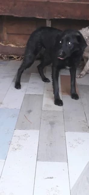 MASCUL,MEDIU,NEGRU, Mixed Breed (Danyflor Timisoara)