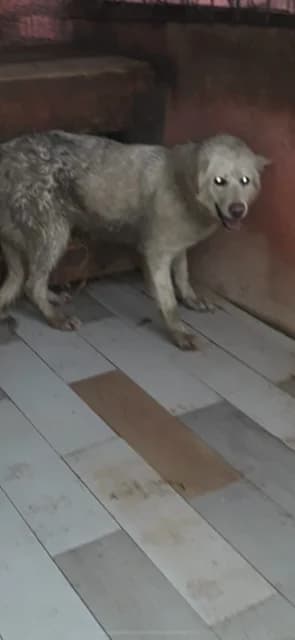 FEMELA,MARE,ALBA, Mixed Breed (Danyflor Timisoara)