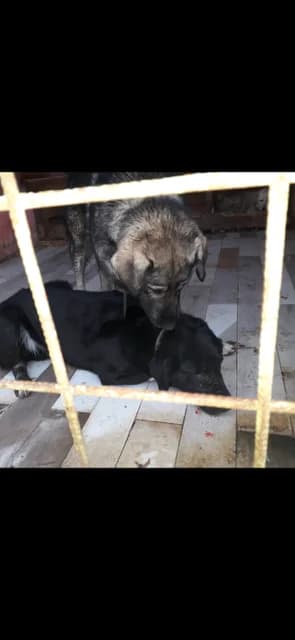 FEMELA,MEDIE,NEAGRA, Mixed Breed (Danyflor Timisoara)