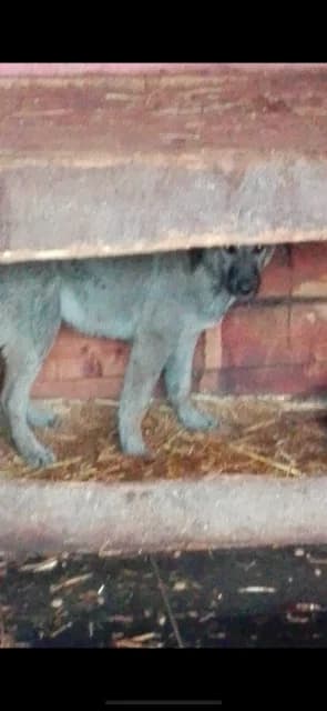 MASCUL,MIC,NEGRU CU GRI, Mixed Breed (Danyflor Timisoara)