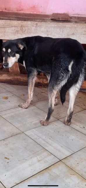 MASCUL,MEDIU,NEGRU CU MARO, Mixed Breed (Danyflor Timisoara)
