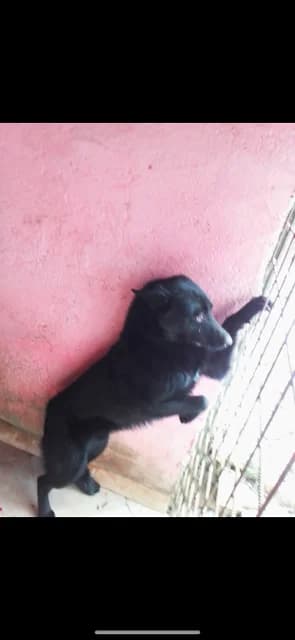 MASCUL,MEDIU,NEGRU, Mixed Breed (Danyflor Timisoara)