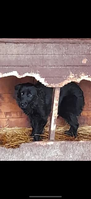 MASCUL,MEDIU,NEGRU, Mixed Breed (Danyflor Timisoara)