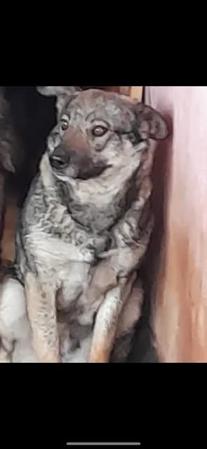 FEMELA,MEDIE,GRI CU ALB, Mixed Breed (Danyflor Timisoara)
