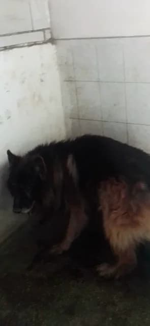 MASCUL,NEGRU CU MARO, Mixed Breed (Danyflor Timisoara)