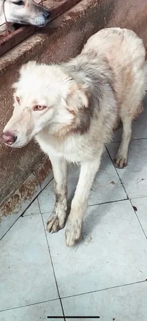 MASCUL,MARE,ALB, Mixed Breed (Danyflor Timisoara)