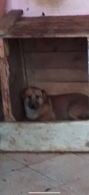 MASCUL,MEDIU,CREM, Mixed Breed (Danyflor Timisoara)
