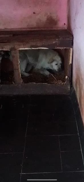 F,MARE,CREM CU NEGRU, Mixed Breed (Danyflor Timisoara)
