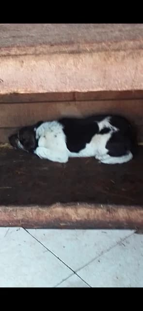 MASCUL,MEDIU,NEGRU, Mixed Breed (Danyflor Timisoara)