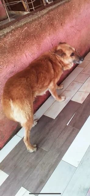 FEMELA,MARGALBENA, Mixed Breed (Danyflor Timisoara)