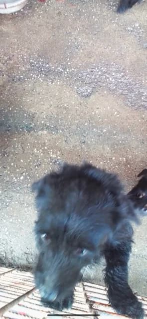 MASCUL,MIC,NEGRU, Mixed Breed (Danyflor Timisoara)