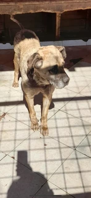 MASCUL,MARE,GALBEN, Mixed Breed (Danyflor Timisoara)