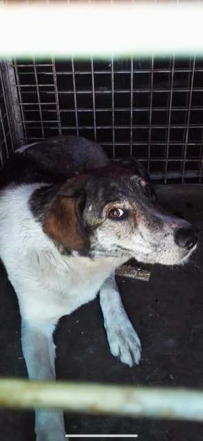 FEMELA,MARE,ALB CU MARO, Mixed Breed (Danyflor Timisoara)