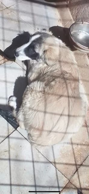 FEMELA,MARE,GALBENA, Mixed Breed (Danyflor Timisoara)