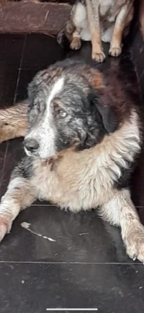 MASCUL,MARE,ALB CU NEGRU, Mixed Breed (Danyflor Timisoara)
