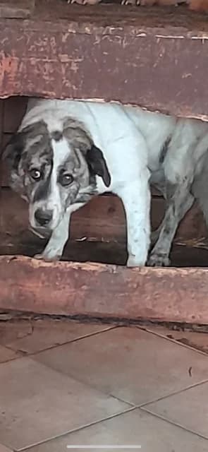 FEMELA,MEDIE,ALB CU GRI PE CAP,  Mixed Breed for adoption at Danyflor Timisoara, Timisoara