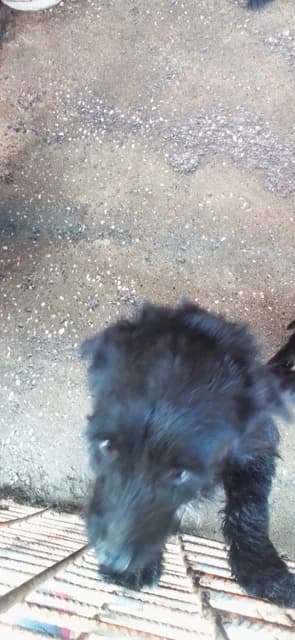 MASCUL,MIC,NEGRU, Mixed Breed (Danyflor Timisoara)