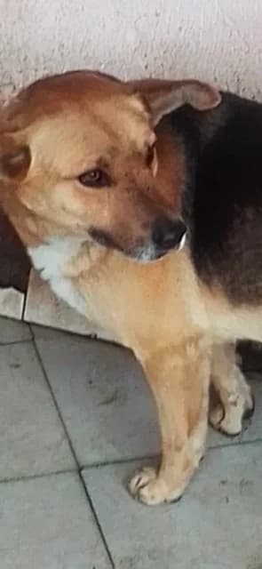 FEMELA,MARE,NEGRU CU GALBEN, Mixed Breed (Danyflor Timisoara)