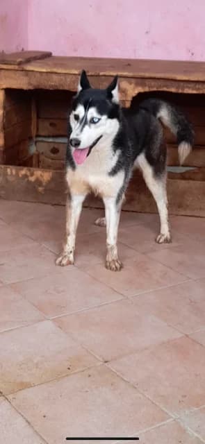 MASCUL,MARE,NEGRU CU ALB, Mixed Breed (Danyflor Timisoara)