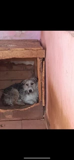 MASCUL,MEDIU,NEGRU CU MARO, Mixed Breed (Danyflor Timisoara)