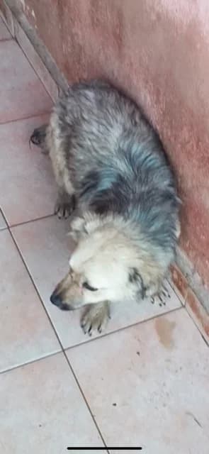 FEMELA,MICA CREM CU NEGRU, Mixed Breed (Danyflor Timisoara)