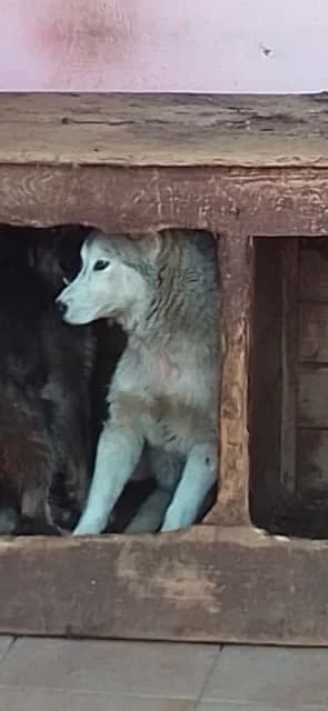 FEMELA,MARE,CREM CU NEGRU METIS HUSKY,  Mixed Breed for adoption at Danyflor Timisoara, Timisoara