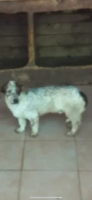 M,MIC,ALB CU MARO, Mixed Breed (Danyflor Timisoara)