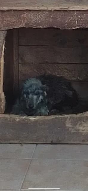 FEMELA,MEDIE,NEAGRA, Mixed Breed (Danyflor Timisoara)